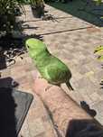 Ring neck domesticado