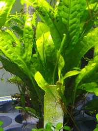 Rośliny akwariowe/roślina do akwarium/ Microsorum pteropus