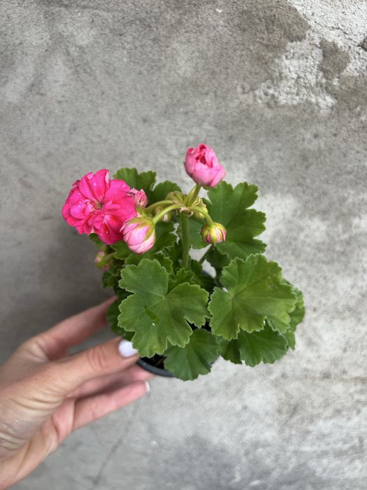 Pink Astrid,  Rosalinda розебудні пеларгонія, розебудная , розебудна