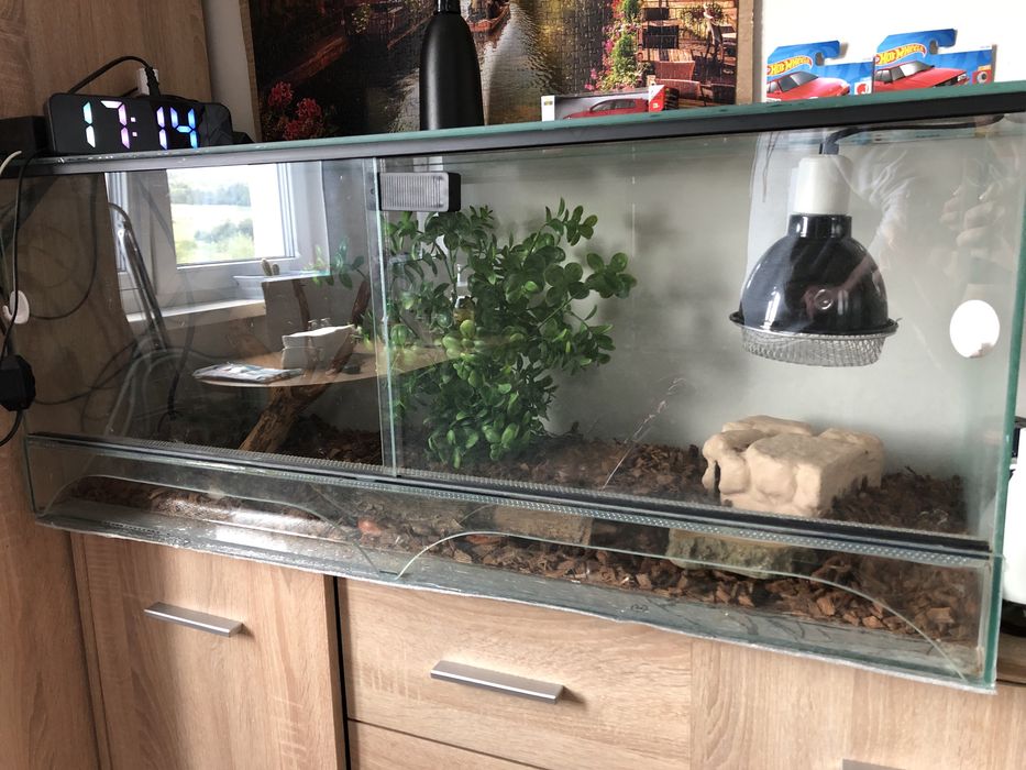 Terrarium, Użik, Wąż