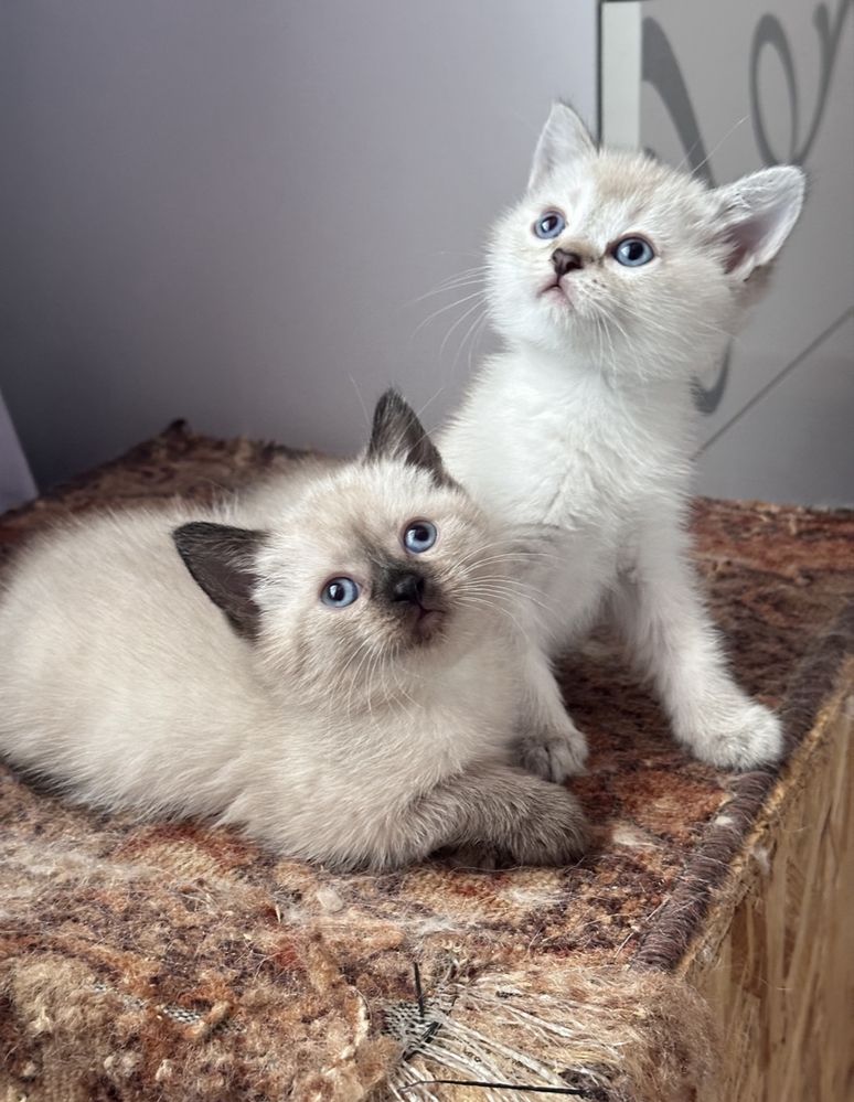 Британские котята
