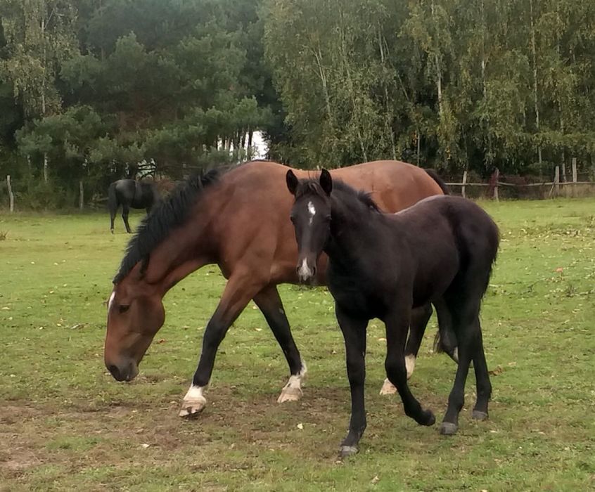 Trzy młode ogiery śląskie – zdrowe, spokojne i wychowane na łąkach