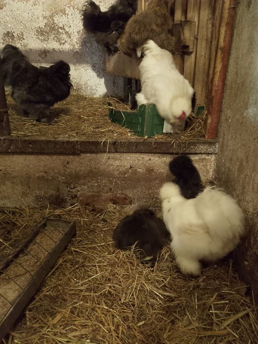 Sprzedam koguty silki