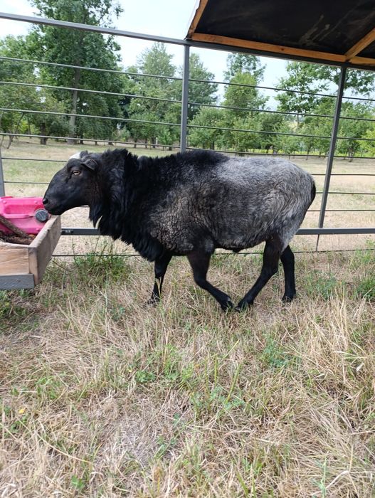 Продам барана романівська порода
