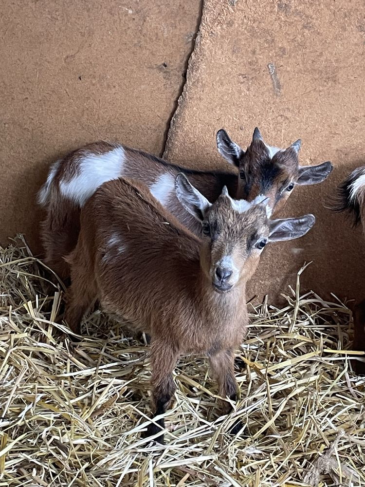 Casal de cabras anãs