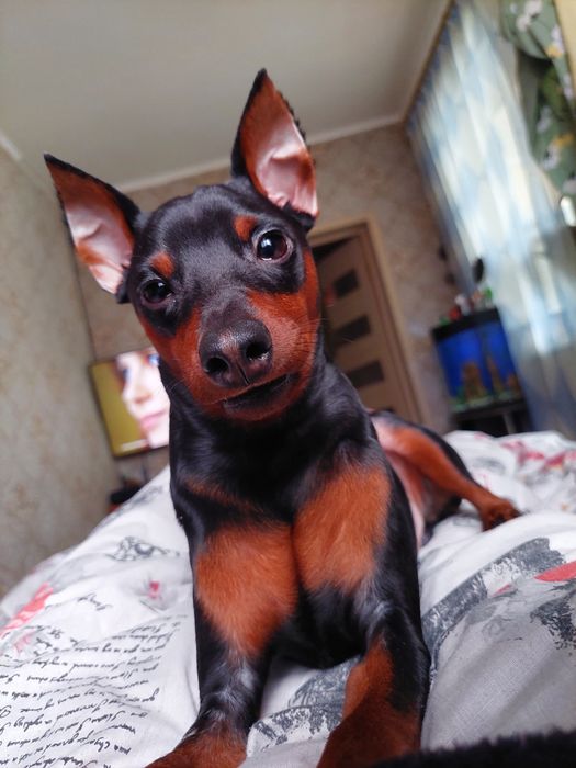 Вязка Цвенгерпінчер доберман