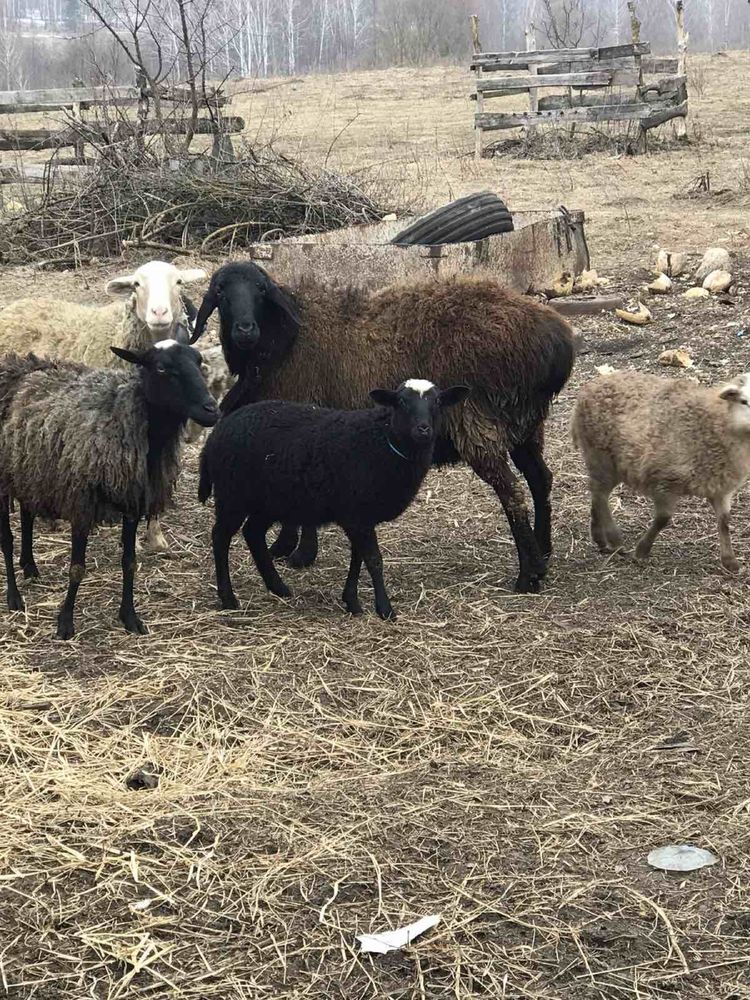 Продам Баранів баранчик баран