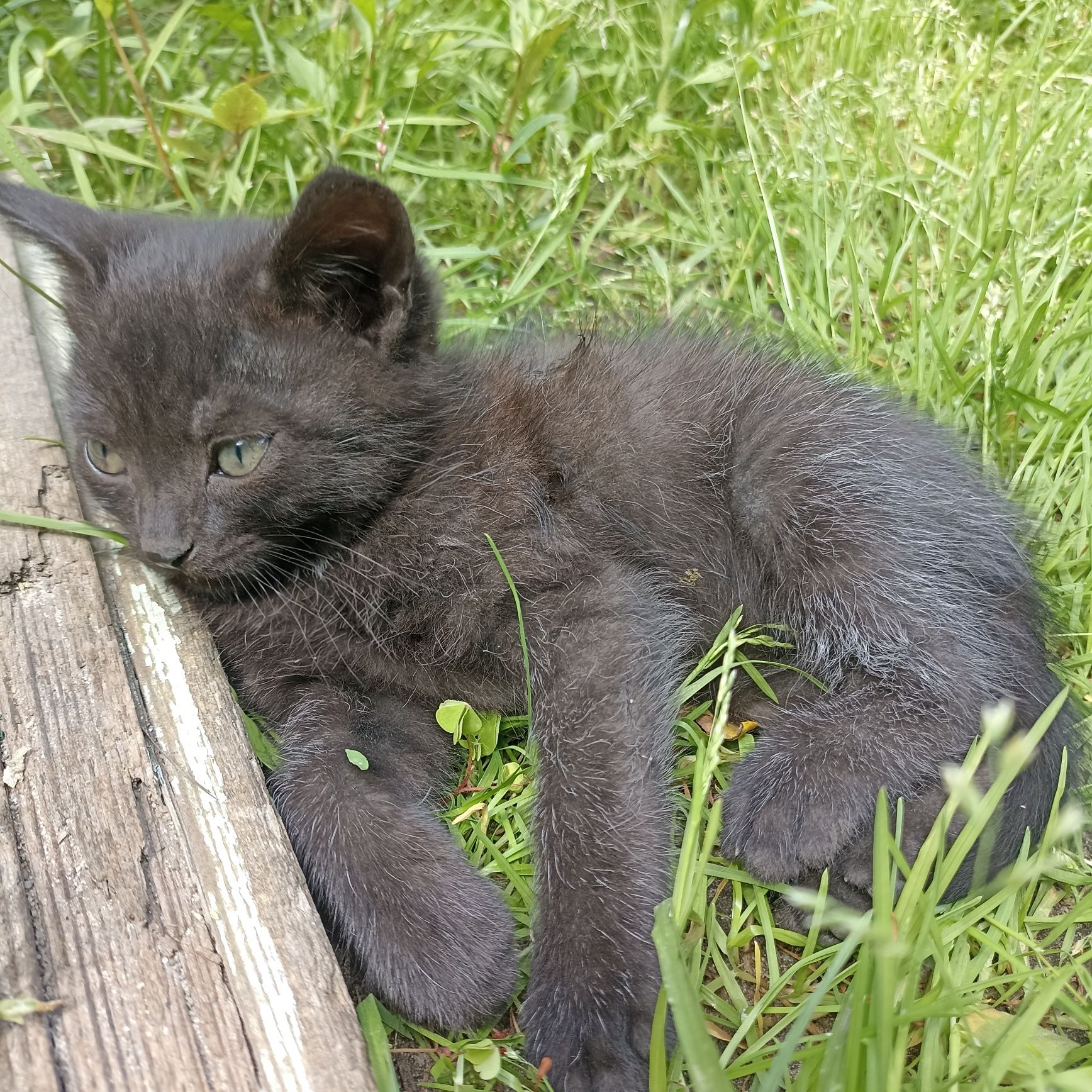 Віддам  грайливих кошенят