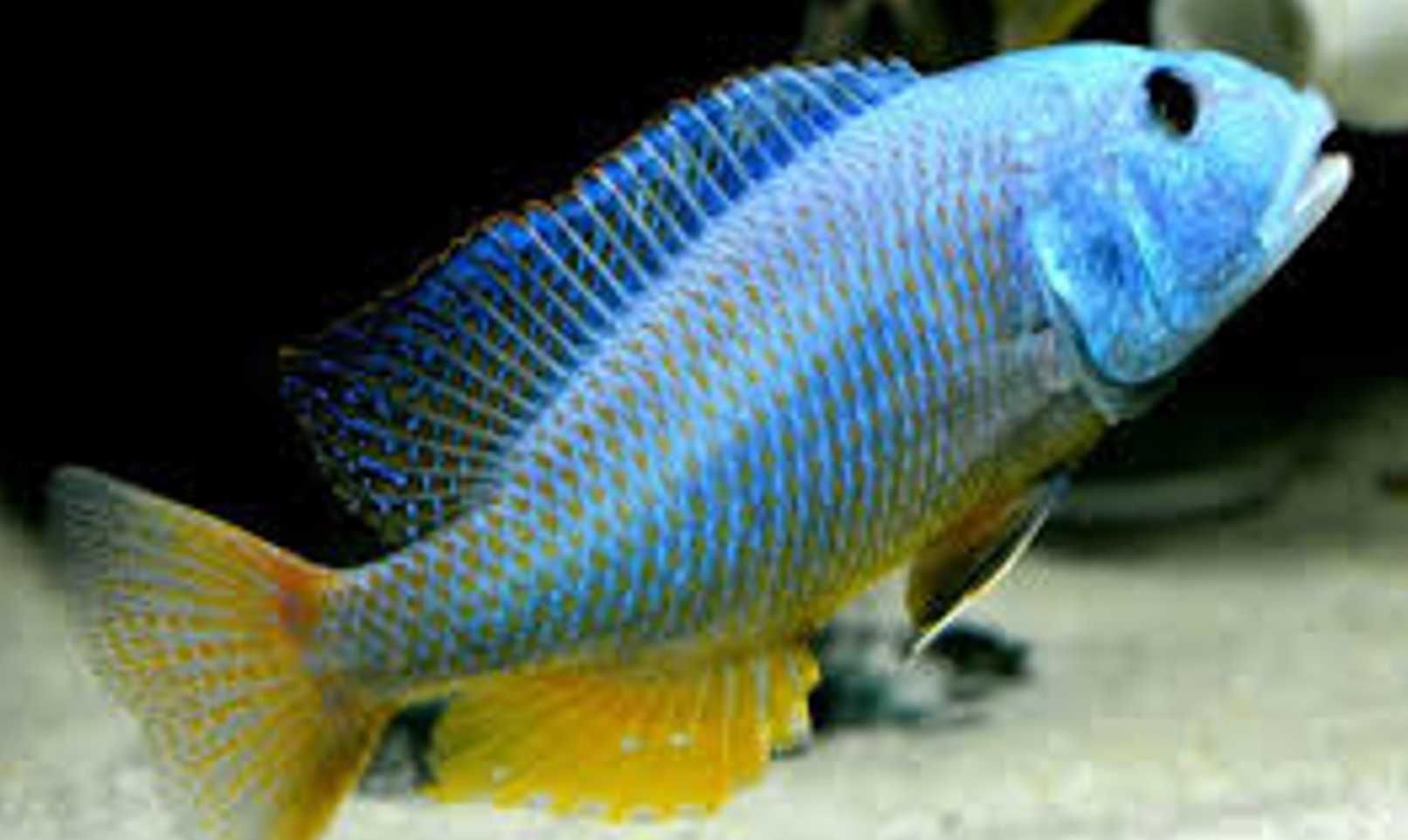 Aristochromis christyi - Pyszczak - Pyszczaki - dowozimy, wysyłamy