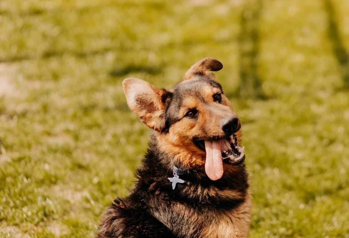 Super szalony Przecinak poleca się do adopcji!!!