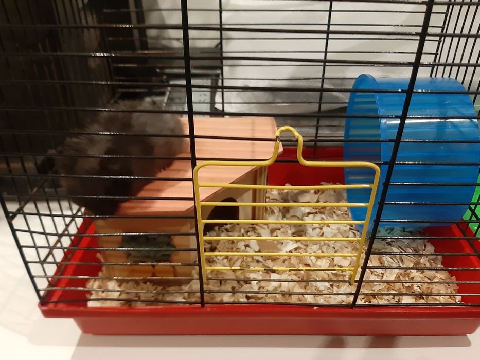 Chomik syryjski z klatką i akcesoriami