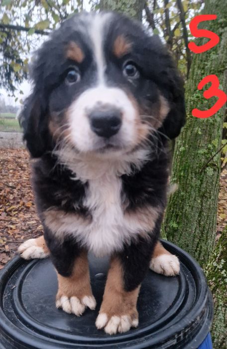 Szczeniak Berneński Pies Pasterski