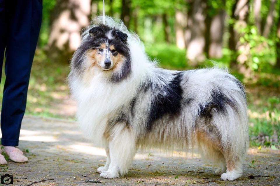 Щенки колли