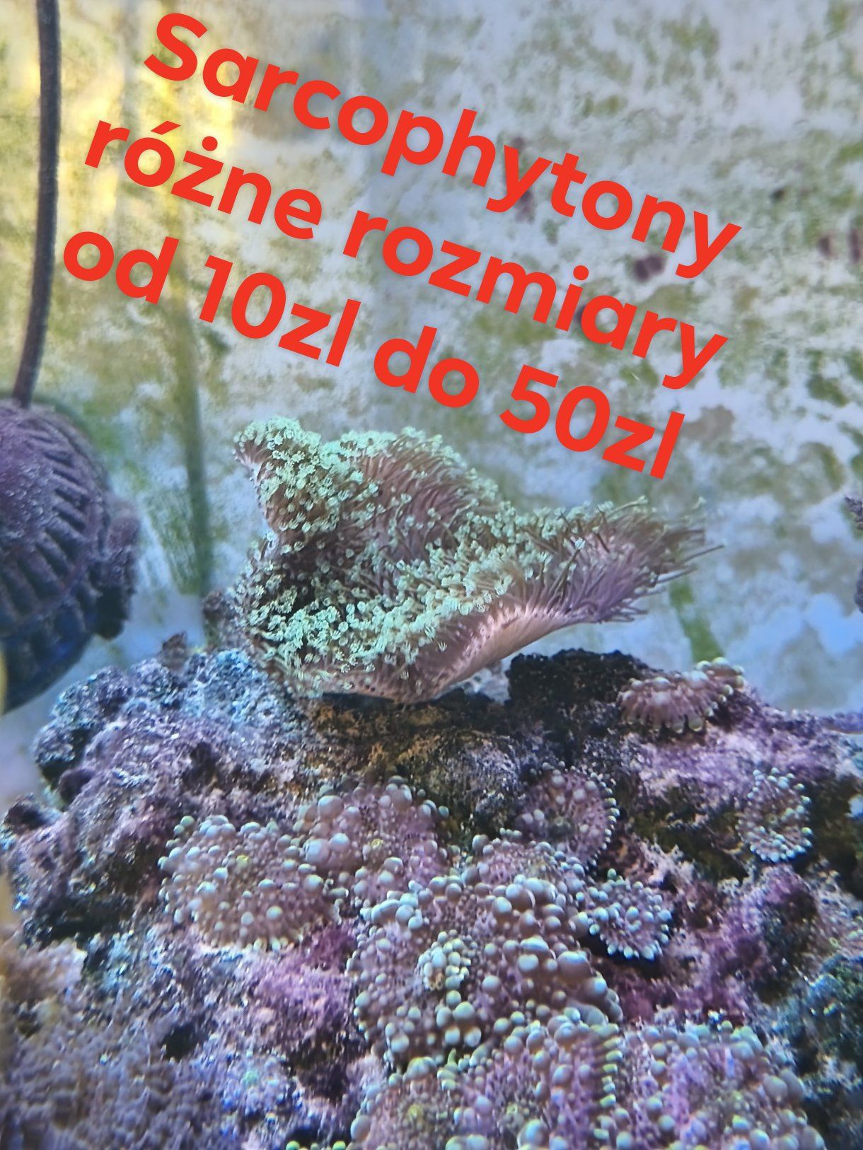 Koralowce akwarium morskie
