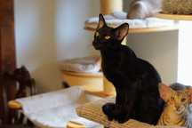 Peterbald orientalny kocurek gotowy do zmiany domku