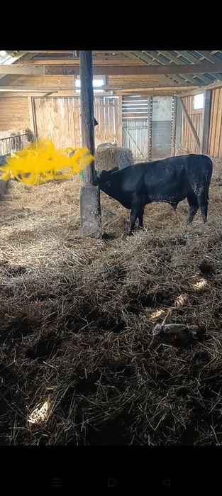 Sprzedam odsadki 16 szt