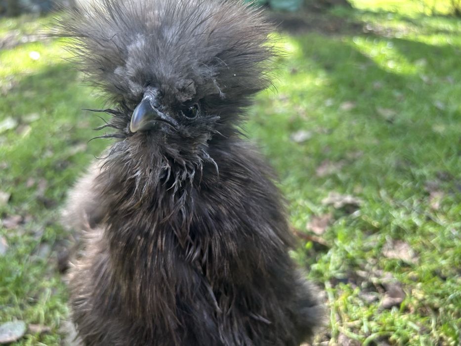 Jajka lęgowe kura silka silki jedwabiste kogut silka