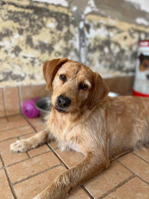 Anita - Para Adopção