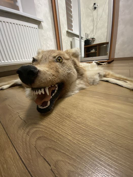 Продам натуральную шкуру волка .Отличная выченка