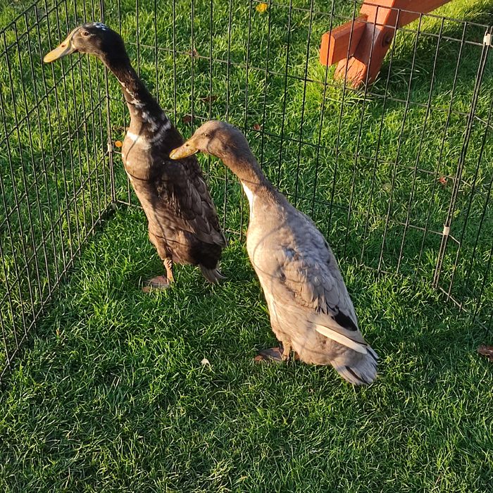 Kaczki biegus indyjski para 2025 kaczka kaczor