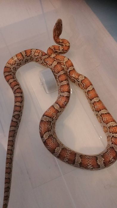 Wąż zborzowy samiec