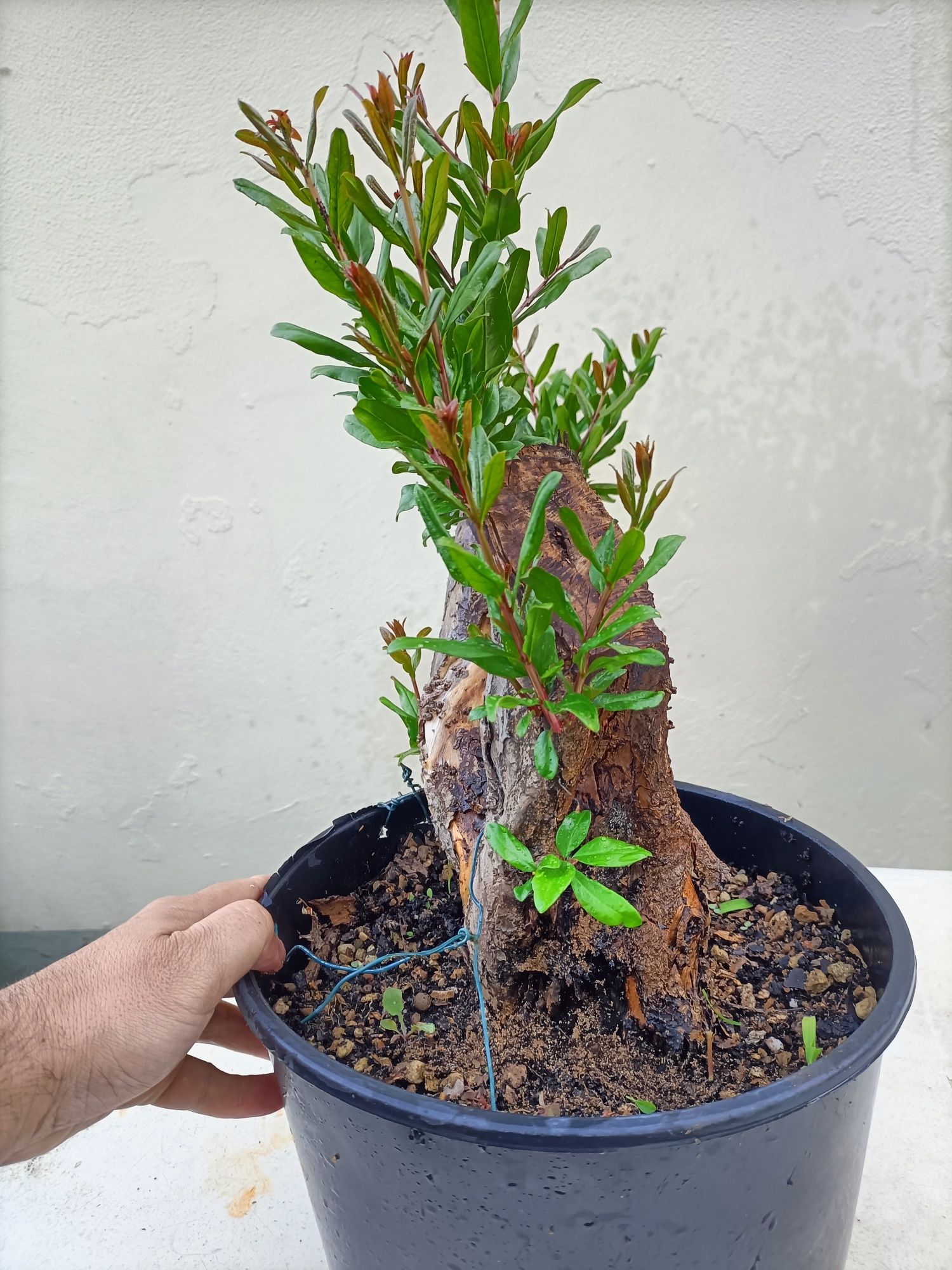 Vendo Pré Bonsai de romanzeira