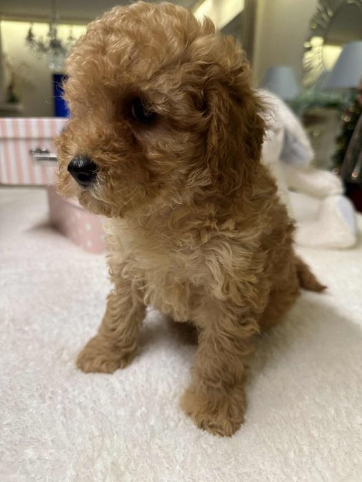 Przesliczny chlopiec Pudel miniatura płowy