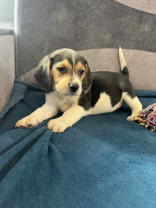 Szczeniak Beagle tricolor