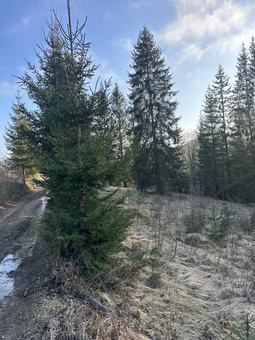 Земля Карпати микуличин