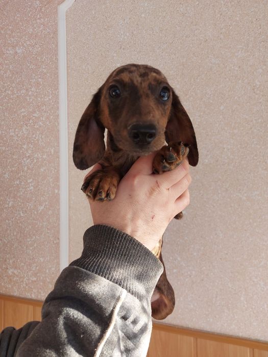 Дуже яскрава Маргоша такса 4міс