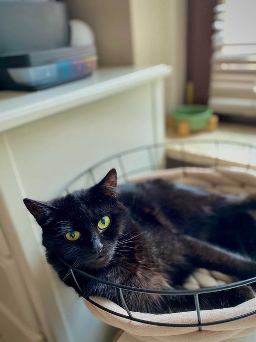 Dzidka szuka domu! Fundacja "Stawiamy na Łapy"