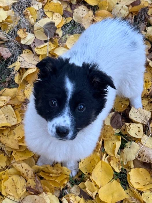 цуценя лола. Шукає люблячу родину)