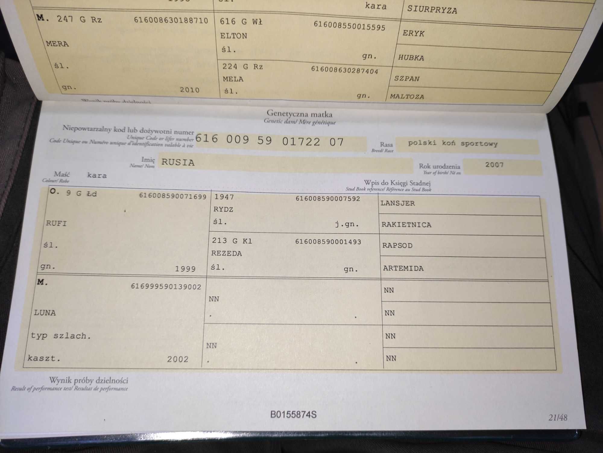 Sprzedam ogra śląskiego.
