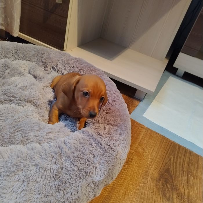 Śliczny Rudy jamniczek