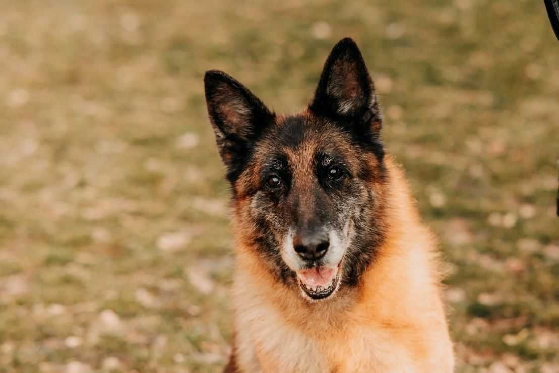 Psia dama-Stella-w typie owczarka niemieckiego poleca się do adopcji!