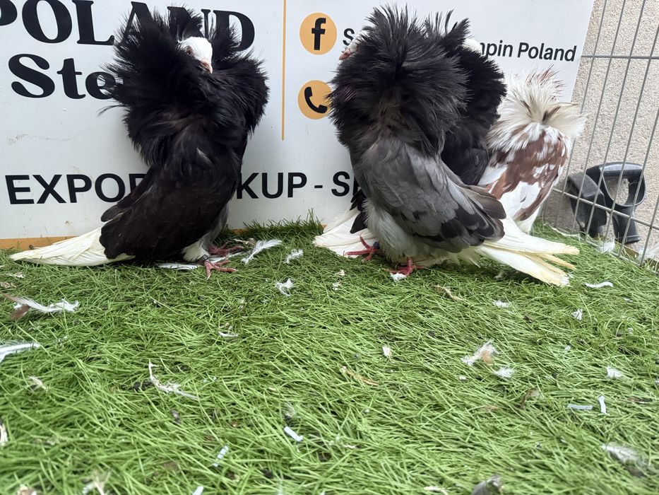 Gołębie. Perukarz. Perukarze. Możliwy transport