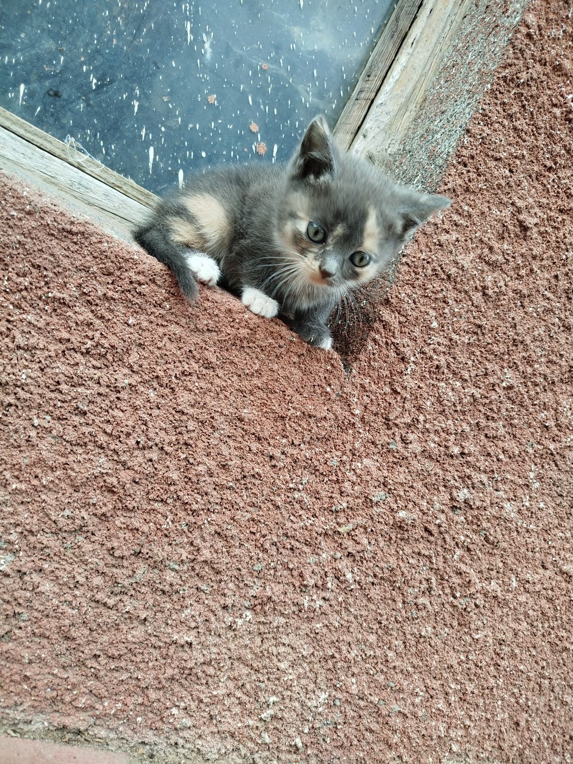 Віддам в добрі руки котиків