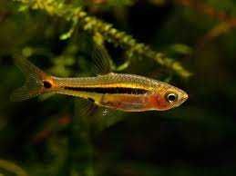 Razbora karłowata - Boraras urophthalmoides - Rasbora - dowóz, wysyłka