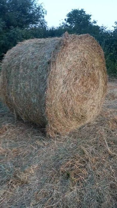 Продам сіно в рулонах