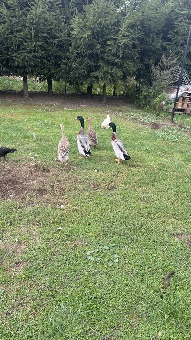 Kaczki   Callduck para