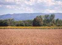 Wydzierżawię grunty rolne 1,36 ha