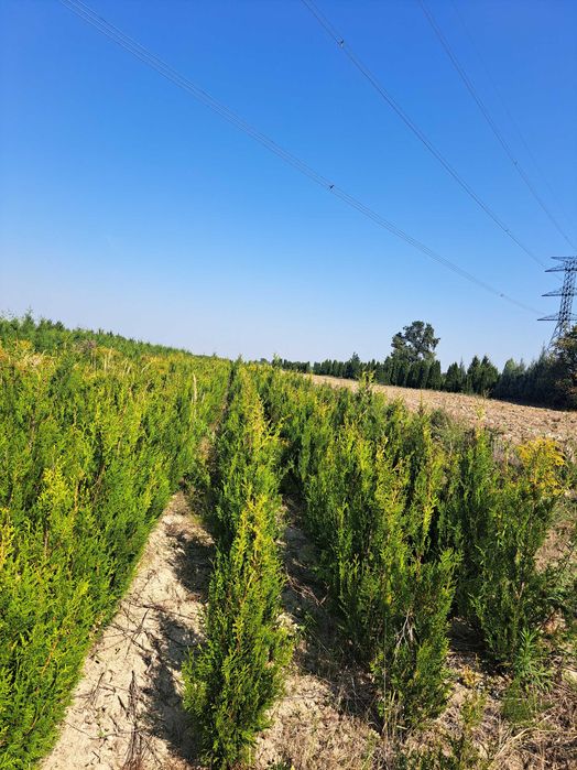 Tuja Szmaragd  80cm-180 cm (Aureospicata 100cm-160cm)