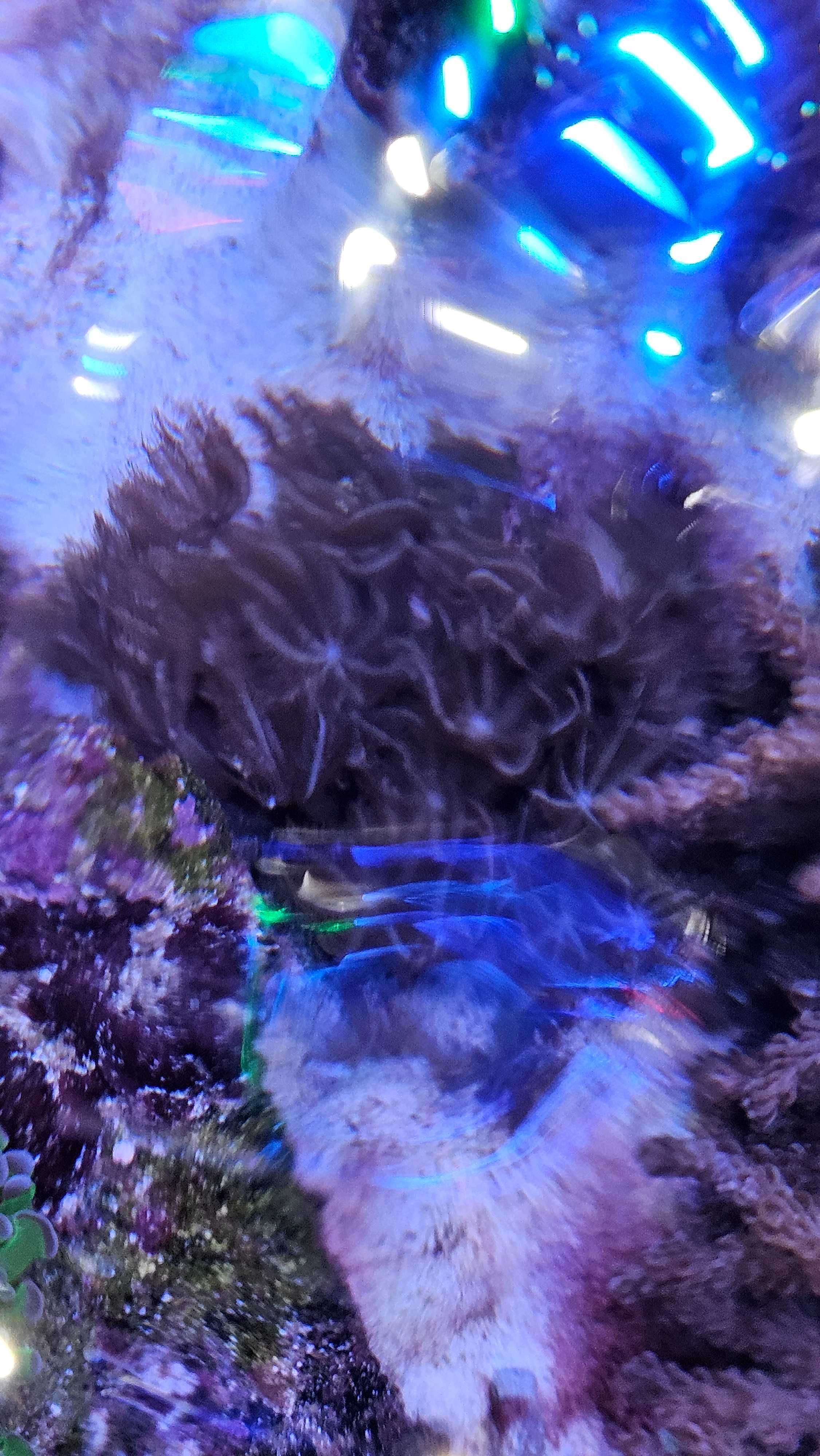 Koralowce - akwarium morskie - Anthelia