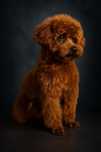 "Elitarny reproduktor Pudel Toy Teacup – import z Chin