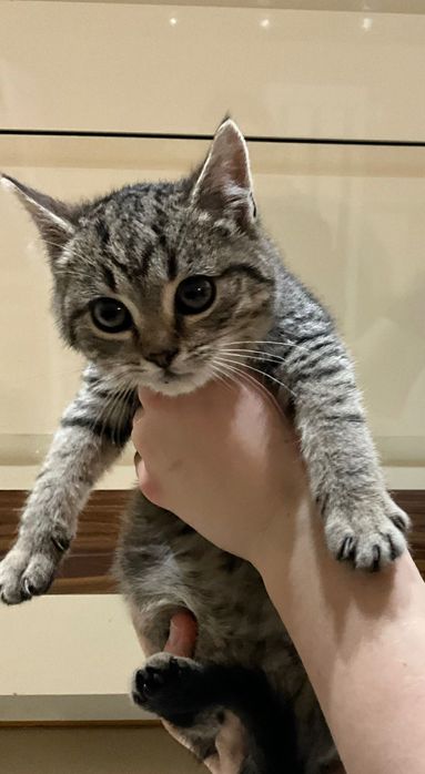 oddam kotki za darmo