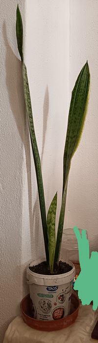 Espada São Jorge grande