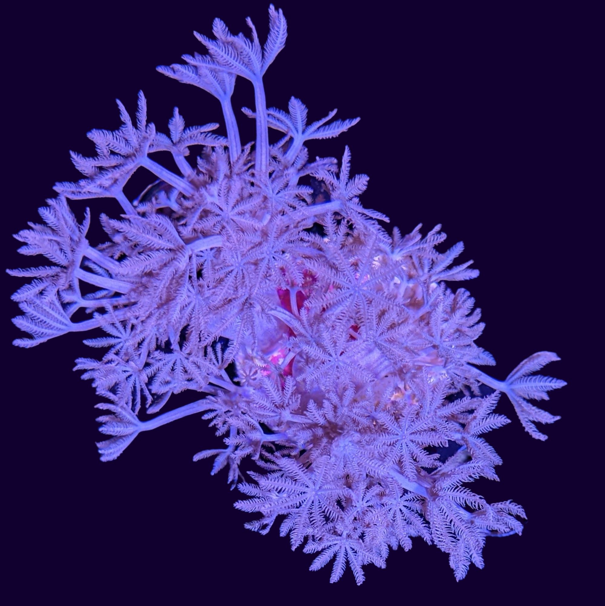 Pulsing Xenia Coral