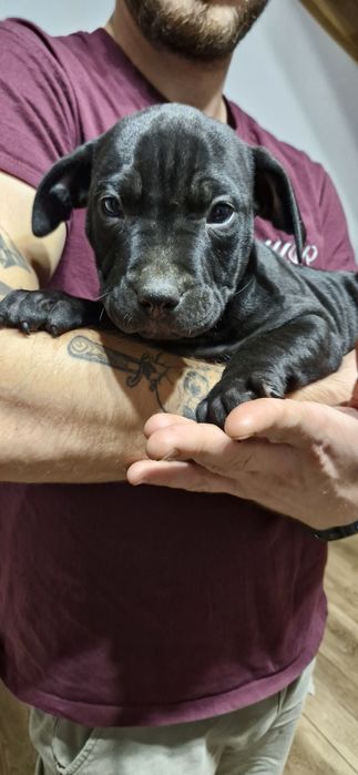 Pilnie szuka nowego domu American Pit Bull Terrier szczeniak czarny