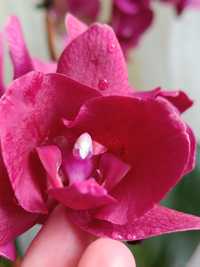 Групова посадка орхідей фаленопсис пілор Монтре