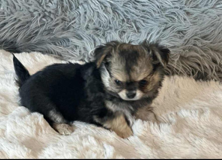 Chihuahua -z rodowodem